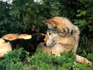 wolves-mother-and-cub